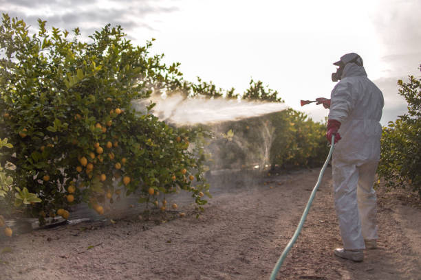 Best Termite Control Services  in Franklin, GA