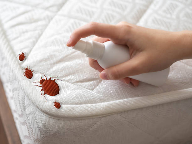 Best Wasp Removal Services  in Franklin, GA